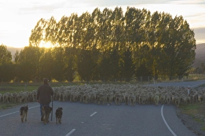 Serene Countryside Photography Drucke: Driving sheep