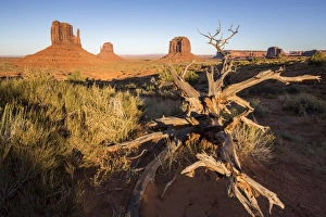 Desert Tree Photography Drucke: Dry tree and Monument Valley in the background, Navajo Tribal Park, Arizona, United