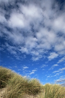 United Kingdom Landscape Images Drucke: Dunes and grasses
