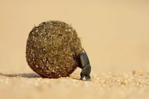 Drucke von Ein Dungkäfer treibt einen Ball aus Dung herum im Masaischer Reservat in Kenia Ostafrika Afrika Kenia Drucke: Der Düngerschwanztreppchen treibt einen Ball aus Dung an