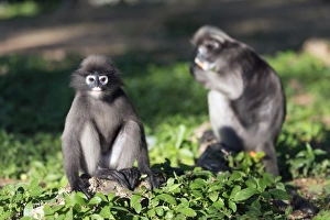 Gerahmter Druck : Schwarzer Langur Affe (Trachypithecus obscurus), Prachuap-Kiri-Khan, Thailand, Südostasien Gerahmter Druck : Schwarzer Langur Affe (Trachypithecus obscurus), Prachuap-Kiri-Khan, Thailand, Südostasien