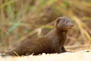 Krabbenmenschhund (Helogale parvula), Krüger-Nationalpark, Südafrika, Afrika