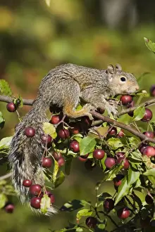 Minnesota Wildlife Connection Drucke: Eastern gray squirrel (Sciurus carolinensis) in a crab apple tree