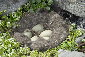 Travel Destinations In Iceland Drucke: Eider duck eggs in nest made of eider down, Vigur Island, Isafjordur, Iceland