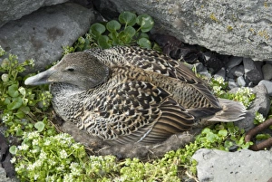 Horizontal Bird Photography Drucke: Eider duck sitting on nest made of eider down, Vigur Island, Isafjordur