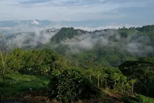 Drucke von Die El-Caney-Plantage und Blick über Kaffeeanbaugebenien in Richtung der Andenberge nahe von Manizales, Kolumbien Südamerika Kolumbien Drucke: Die El-Caney-Pflanzung und der Blick über die Kaffeeplantagen zur Sierra de los Andes