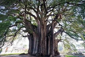 Drucke von Der El-Tulbaum ist der größte Baum auf der Welt nach Umfang und befindet sich im Bundesstaat Oaxaca in Mexiko Verwandte Bilder Drucke: Der El-Tul-Baum ist der größte Baum weltweit nach Umfang und befindet sich im Bundesstaat Oaxaca in Mexiko