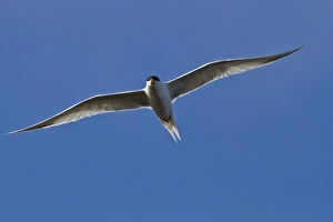 Central America Nature Images Drucke: Elegant tern (Thalasseus elegans) in flight