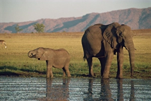 Africa Outdoor Photography Drucke: Elephant and calf