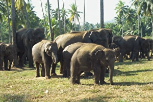 Colorful Natural World Images Drucke: Elephant Orphanage