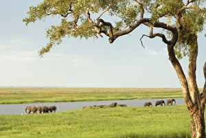 Evening River Landscape Drucke: Elephants bathing late evening, Chobe National Park, Botswana, Africa