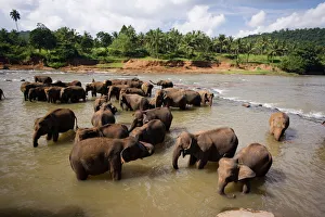 Drucke von Elefanten baden im Fluss; Pinnewala-Elefantenschutzheim nahe Kegalle. Hügeland von Sri Lanka. Asien Bilder Datiert 2008 März: Elefanten baden im Fluss