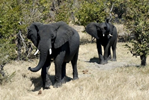 Elephant Mud Bath Drucke: Elephants looking very black after mud bath, Hwange National Park, Zimbabwe, Africa