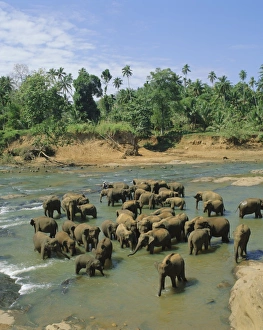 Sri Lankan Tourist Attractions Drucke: Elephants in the river