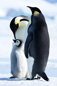 Kaiserpinguine (Aptenodytes forsteri), Jungtier, Eisgipfelinsel im Weddels Meer