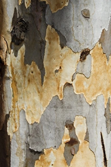 Eucalyptus Tree Bark Drucke: Eucalyptus tree bark