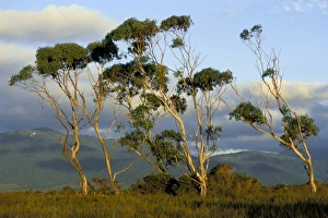Pacific Coast Scenery Drucke: Eucalyptus trees in evening light, Wilsons Promontory National Park
