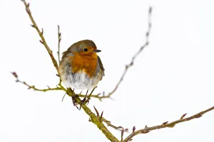 Europäischer Rotkehlwürger (Erithacus rubecula), im Winter, Kent, England und Vereinigtes Königreich und Europa