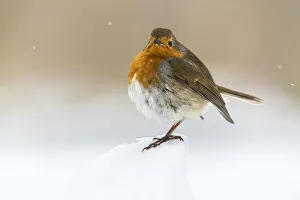 Europäischer Rohringer (Erithacus rubecula), im Winter, Kent, England, Vereinigtes Königreich und Europa