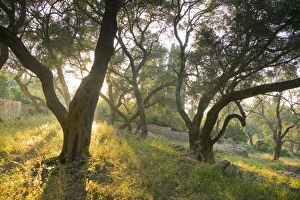 Paxos Island Greece Drucke: Evening light shining through olive trees