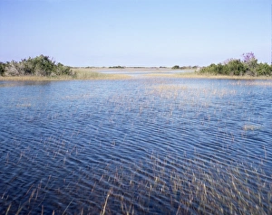 Florida Wetlands Drucke: Everglades