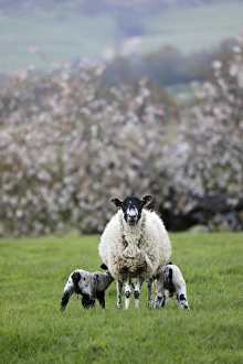 Gloucestershire Countryside Drucke: Ewe feeding two lambs in field in spring, Mickleton, Cotswolds, Gloucestershire, England