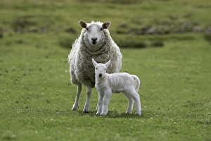 UK Countryside Scene Drucke: Ewe with lamb