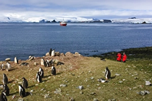 Polar Regions Wildlife Drucke: Exploring gentoo penguin colony, Aitcho Islands, Antarctica, Polar Regions
