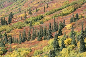 Taiga Landscape Photography Drucke: Fall colours in taiga