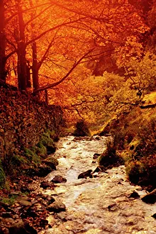 English Countryside Views Drucke: Fall foliage and running stream, Grindsbrook Edale, Peak District, Derbyshire