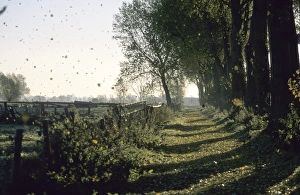 Nature Photography Germany Europe Drucke: Fall time, Hiller Moor