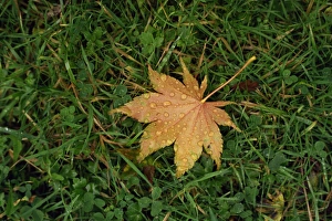 Autumn Foliage Pictures Drucke: Fallen leaf on grass, with dew drops