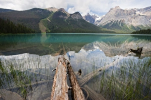 Emerald Lake Yoho National Park Drucke: Fallen tree trunks, Emerald Lake, Yoho National Park, UNESCO World Heritage Site