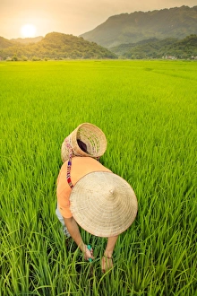 Drucke von Bauer mit einem konischen Hut im Reisfelder Mai Chau Hoà Bình Vietnam Südostasien Asien Bilder Datiert 2017 September: Bauer trägt einen Zylinderhut im Reisfelder von Mai Chau, Hoa Binh, Vietnam