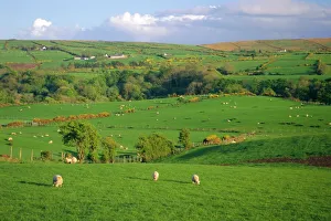 Northern Ireland Countryside Drucke: Farming countryside