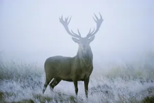 Drucke von Rothirsche Hirsch (Cervus elaphus) Stag am Morgen während des Rutsches im September, Großbritannien und Europa Verwandte Bilder Drucke: Rothirsche Hirsch (Cervus elaphus)
