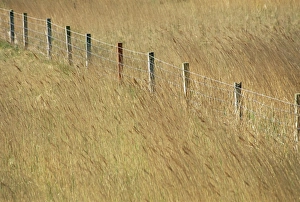 Outer Hebrides Travel Destination Drucke: Fence posts through reeds