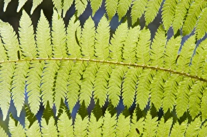 Nature Photography Tips Drucke: Ferns