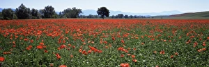 Tuscany Italy Travel Drucke: Field of poppies in spring