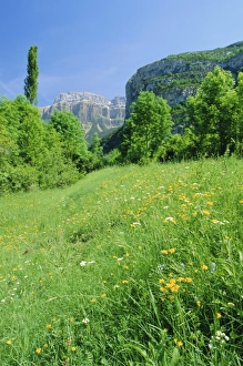 Spanish Rural Landscape Drucke: Field of spring flowers