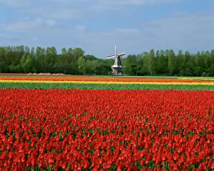 Berg des Tulpen mit einer Windmühle im Hintergrund nahe Amsterdam Niederlande Europa