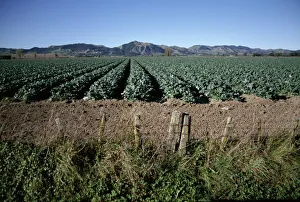 Bilder vom 6. August 2008: Böden mit Brokkoli im landwirtschaftlichen Bereich