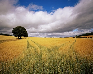 Scotland Outdoor Photography Drucke: Fields of cereals