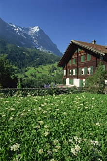 Eiger Mountain View Drucke: Fields and chalets at Grindelwald with the Eiger at 13026ft beyond