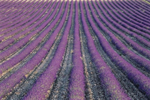 Lavender Fields In Europe Drucke: Fields of lavender, Sauli, Vaucluse, Provence, France, Europe