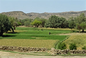 Colorful Agricultural Landscape Drucke: Fields of mixed crops irrigated by pump wells