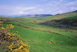 Overcast European Landscapes Drucke: Fields near Dingle, Co