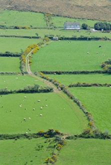Achtsamkeit in den Feldern nahe von Dingle, County Cork