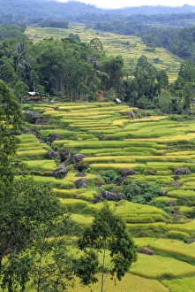 Indonesian Countryside Scenery Drucke: Fields near the highest mountain in Toraja