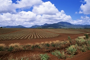 Oahu Landscape Photography Drucke: Fields of pineapples owned by Delmonte